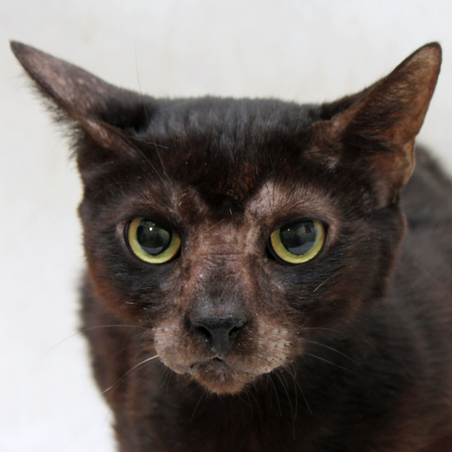 Martin County Pet of the Week - Week of Feb. 12, 2021